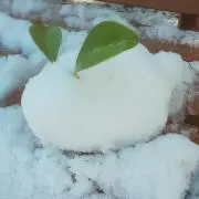 anpancoの画像