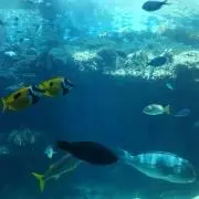 ミニまま