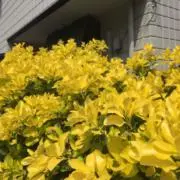kaの画像