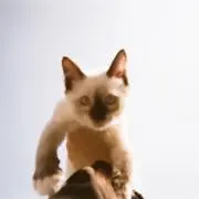 あの画像