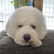 whipppの画像