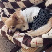 Hの画像
