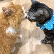 くっしーの画像