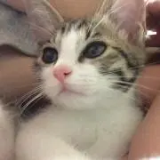 あーこの画像