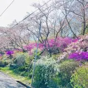 トム　さんの画像
