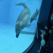 はちたく