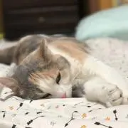 海*な様 〈最新〉自動車配線図の見方ハンドブック 希少品 - メルカリ