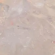 のんの画像