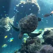 ハネジネズミ