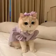 菫の画像