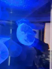 コダ　プロフ確認お願いしますの画像