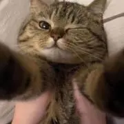 こたた