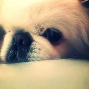 muckの画像