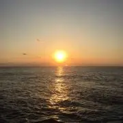 ヨシの画像