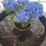 hsoupの画像