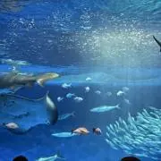 カナエの画像