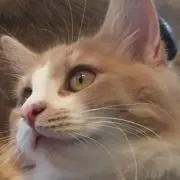 りりの画像