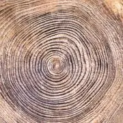 ポン太の画像