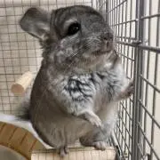 初歌の画像