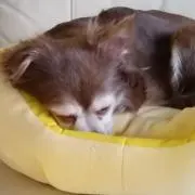 ヒャンSHOPの画像