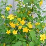 Coron   プロフお読み下さいの画像