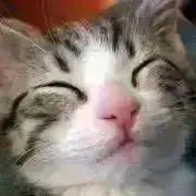 たま