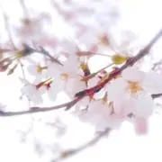 Suiの画像