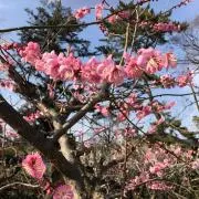 nonの画像
