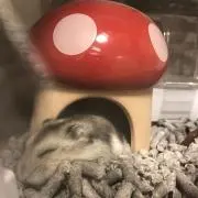 チョコ