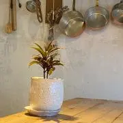 木の画像