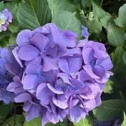 flowerの画像