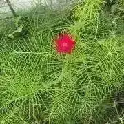 Nana 〜多肉 発送は月〜木のみの画像