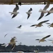 のれみ