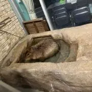 わーたるの画像