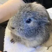 ちゃっぴ