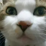 55