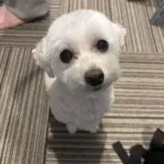 ゆずの画像