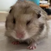 はむの画像