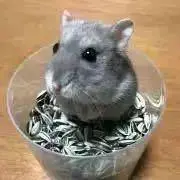 だいふくの画像