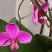 ランの画像