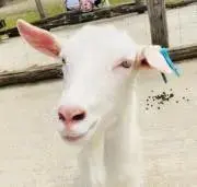 チャラの画像
