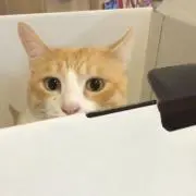 まるまるの画像