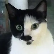 ボント
