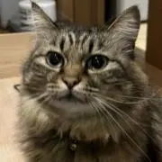 ごまの画像