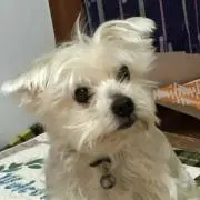 junjunの画像