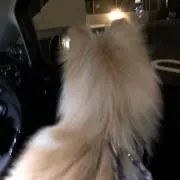 れおショップの画像