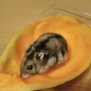 にゃごすけ  プロフお読み下さいの画像