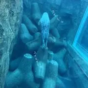 まみむの画像