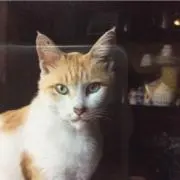 弓魔の画像
