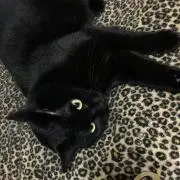 さぁたん